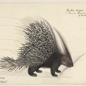 Hystrix cristata; Crested Porcupine