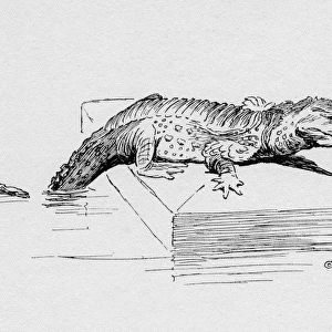 Illustration by Cecil Aldin, The Alligator