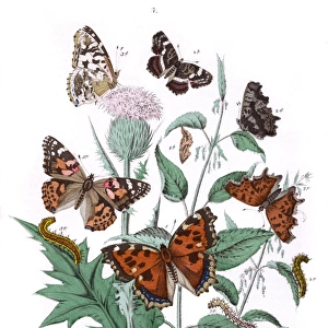 Illustration, Nymphalidae