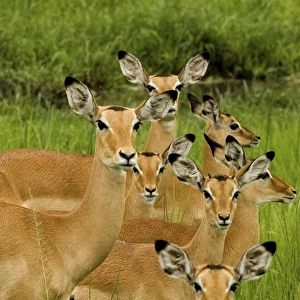 Impala family