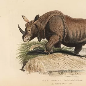 Indian rhinoceros, Rhinoceros unicornis. Vulnerable