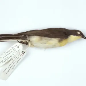 Indicator indicator Print - Greater Honeyguide Bird Indicator indicator Print - Greater Honeyguide Bird