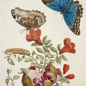 Insects of Surinam Print from 1726 Plate 9 Insects of Surinam Print from 1726 Plate 9