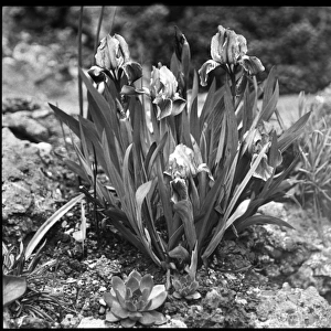 Iris Pumila (Dwarf Iris)