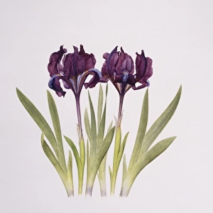 Iris pumila, dwarf pogon iris