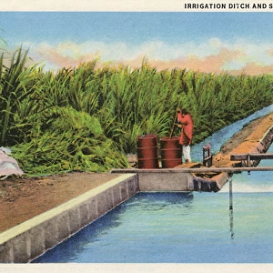 Irrigation ditch and sugar cane field, Hawaii, USA