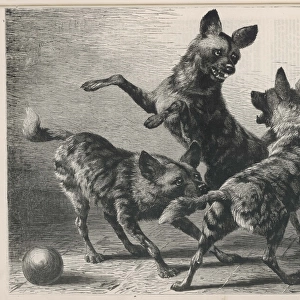 Jackals Playing 1879