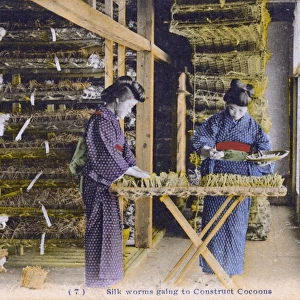 Japan - Silk Industry - Silkworms begin to construct cocoons