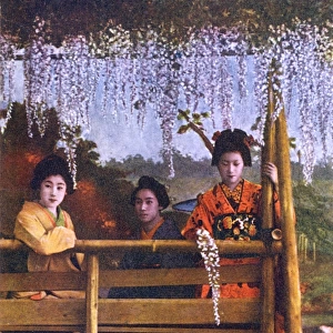 Three Japanese Geisha girls in a Wisteria Garden