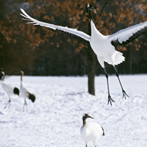 Japanese / Red-Crowned / Manchurian CRANE - leaping