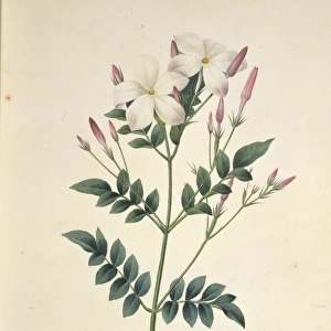 Jasminum grandiflorum, Spanish jasmine