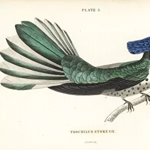 Awe-Inspiring Bird Prints: Apodiformes