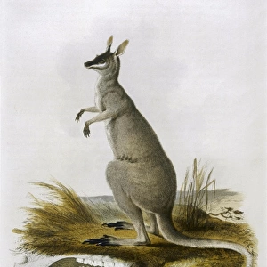 Kangaroo / Parryi 1835