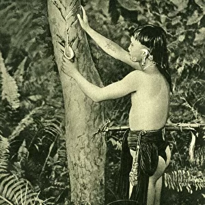 Kayan man collecting poison for blowpipe, Borneo, SE Asia