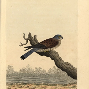 Kestrel, Falco tinnunculus