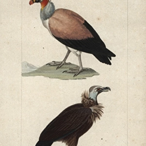 King vulture, Sarcoramphus papa, and cinereous