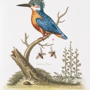 Hand Coloured Copperplate Etching Print of Crested Kingfisher Hand Coloured Copperplate Etching Print of Crested Kingfisher