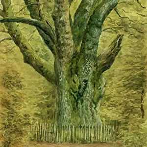 Knightwood Oak, New Forest, Hampshire