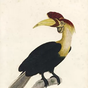 Typical Hornbills Collection: Knobbed Hornbill