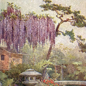 Kyoto, Japan - Wisteria growing in a Japanese Garden