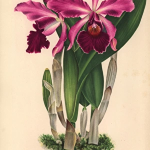 Laeliocattleya Duchesnei L Lind hybrid orchid