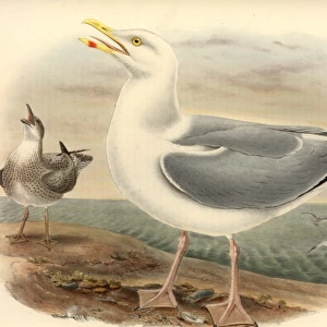 Larus argentatus, herring gull