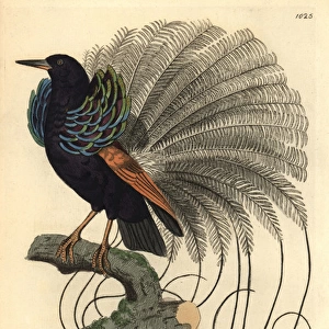 Le Nebuleux bird of paradise, Paradisea nigricans