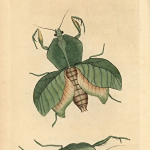 Leaf mantis, Choeradodis strumaria