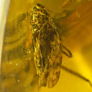 Leafhopper in amber