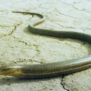 Legless Lizard Print - Kopet-Dag Mountains, Turkmenistan Legless Lizard Print - Kopet-Dag Mountains, Turkmenistan