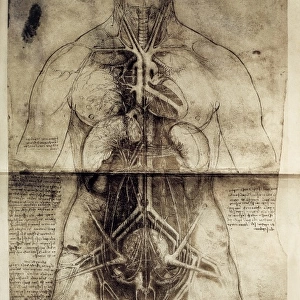 LEONARDO DA VINCI (1452-1519). Anatomic studio