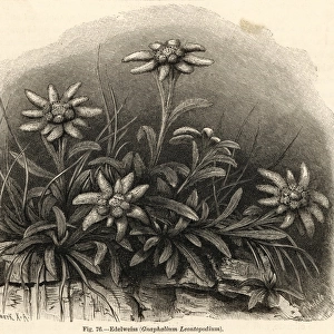 Leontopodium Alpinum