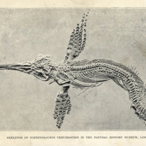 Leptonectes tenuirostris skeleton