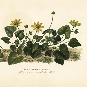Lesser celandine or pilewort, Ficaria verna