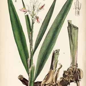 Lesser galangal, Alpinia officinarum