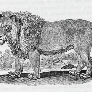 León (Bewick) León (Bewick)