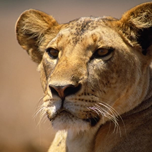 Lion - female - Lioness