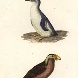 Little blue penguin, Eudyptula minor