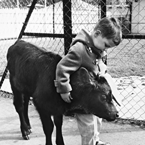 Little boy with calf at a childrens zoo, Battersea