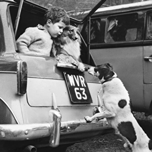 Little boy and pet dog in back of car, with dog visitor