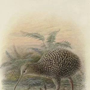 Kiwis Collection: Little Spotted Kiwi