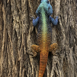 Lizard - climbing a tree
