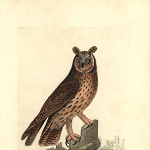Long-eared owl, Asio otus