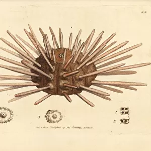 Long-spine slate pen sea urchin, Cidaris cidaris