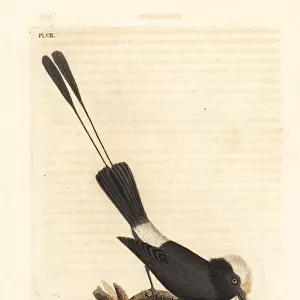 Tyrant Flycatchers Antique Framed Print Collection: Long Tailed Tyrant