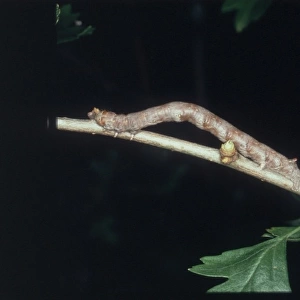 A looper caterpillar looking like a twig