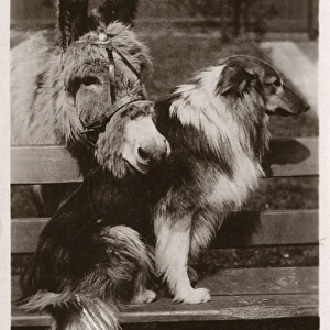 We Two - A lovely donkey and Collie dog best friend
