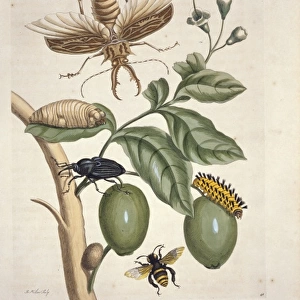 Lucanus cervus, stag beetle
