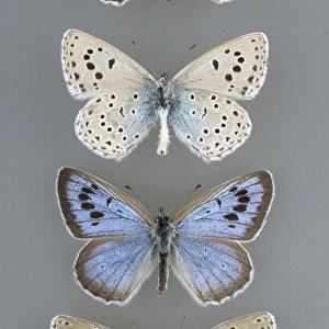 Maculinea arion, large blue butterfly