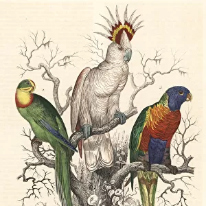 Major Mitchells cockatoo, superb parrot
